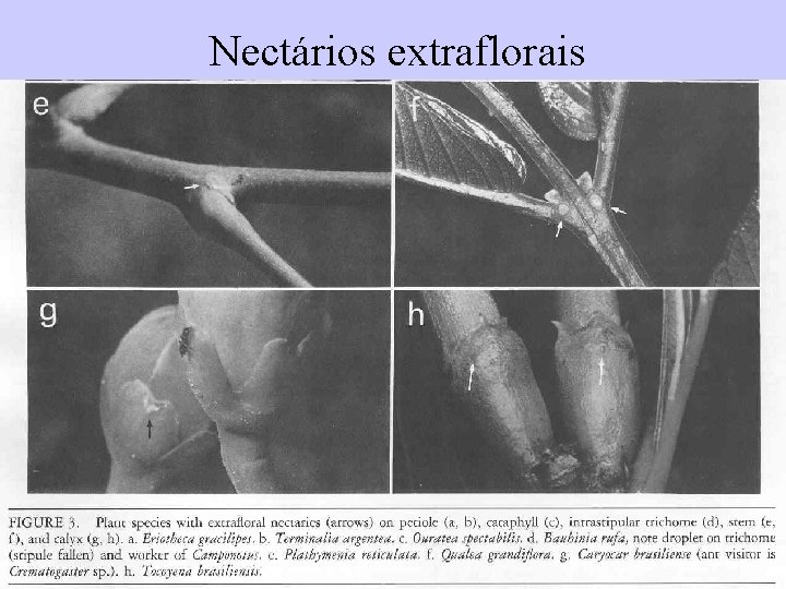 Nectários extraflorais 