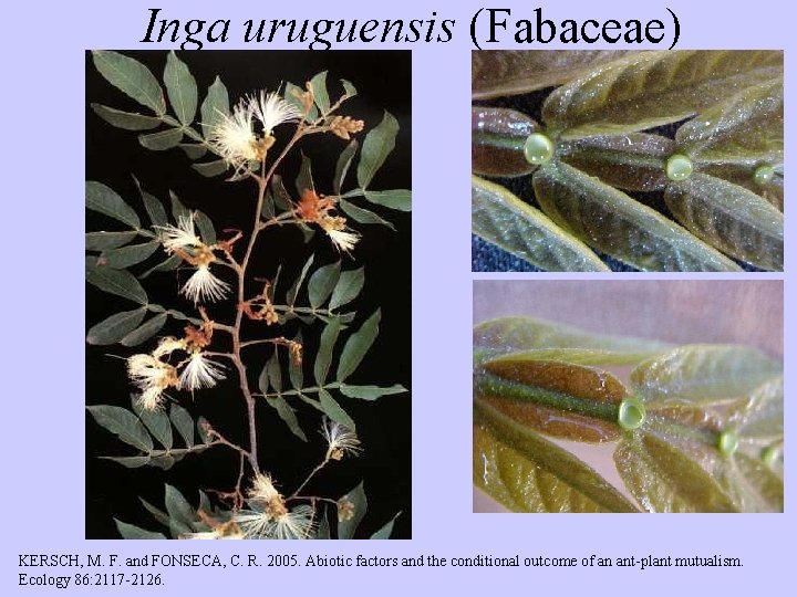 Inga uruguensis (Fabaceae) KERSCH, M. F. and FONSECA, C. R. 2005. Abiotic factors and