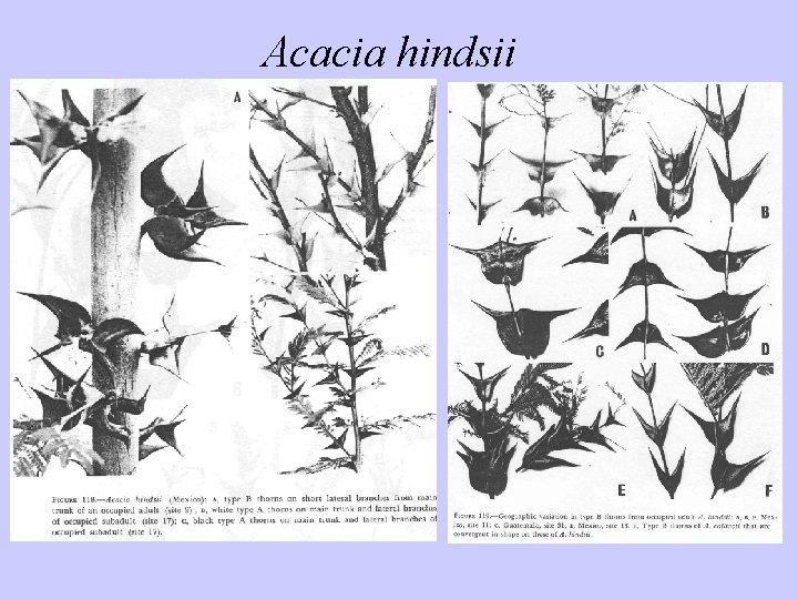 Acacia hindsii 