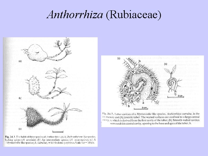 Anthorrhiza (Rubiaceae) 