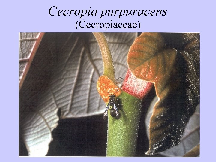 Cecropia purpuracens (Cecropiaceae) 