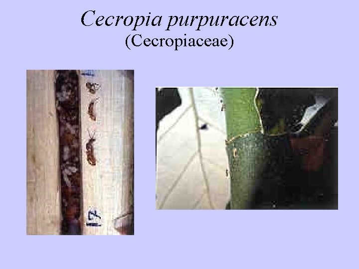 Cecropia purpuracens (Cecropiaceae) 