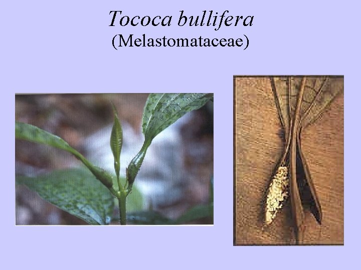 Tococa bullifera (Melastomataceae) 