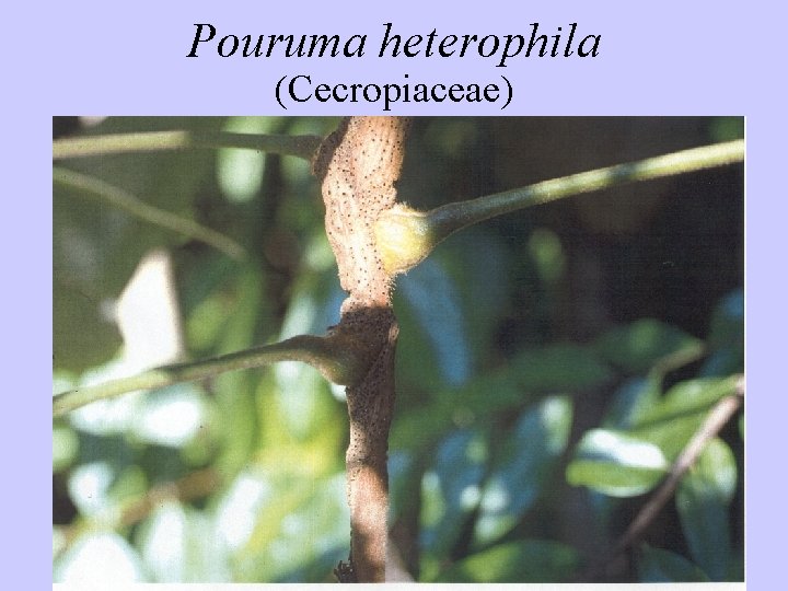 Pouruma heterophila (Cecropiaceae) 