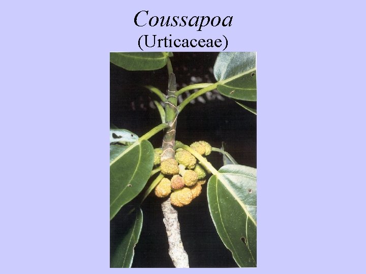 Coussapoa (Urticaceae) 