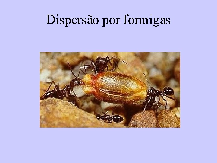 Dispersão por formigas 