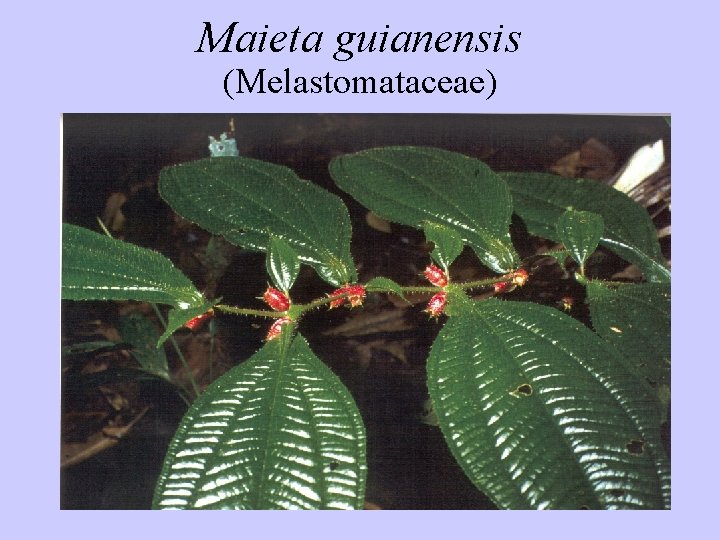 Maieta guianensis (Melastomataceae) 