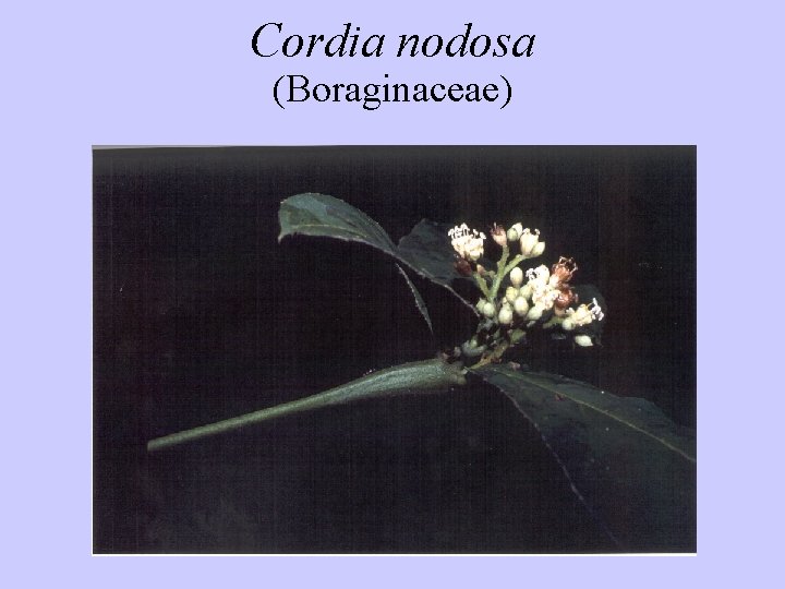 Cordia nodosa (Boraginaceae) 