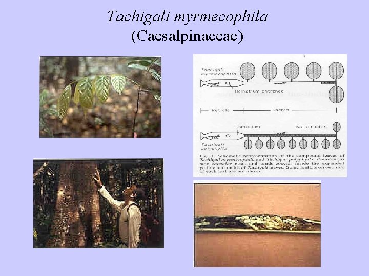 Tachigali myrmecophila (Caesalpinaceae) 