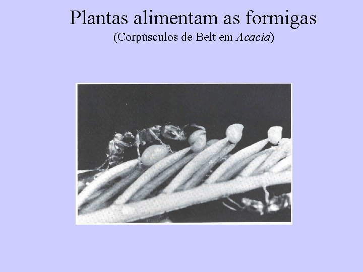 Plantas alimentam as formigas (Corpúsculos de Belt em Acacia) 