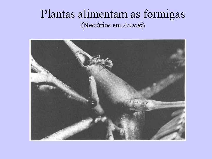 Plantas alimentam as formigas (Nectários em Acacia) 