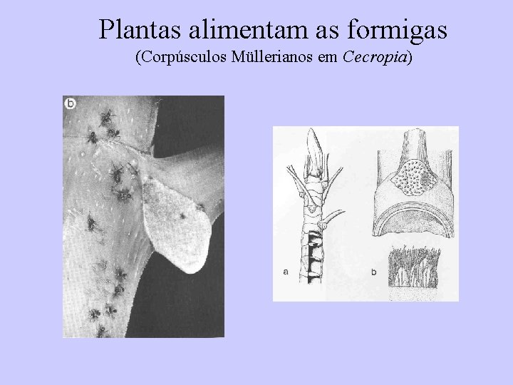 Plantas alimentam as formigas (Corpúsculos Müllerianos em Cecropia) 
