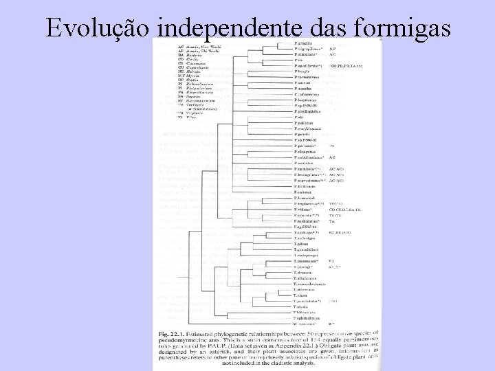 Evolução independente das formigas 