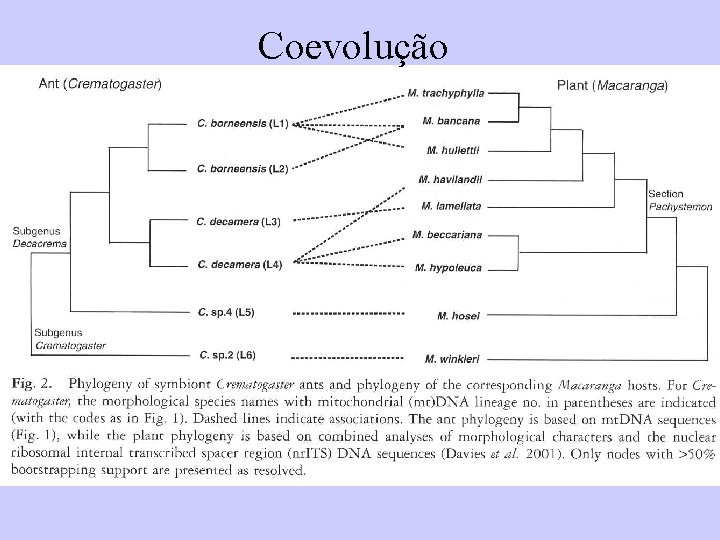 Coevolução 