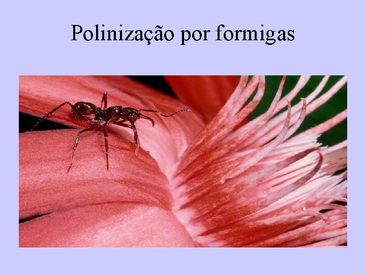 Polinização por formigas 