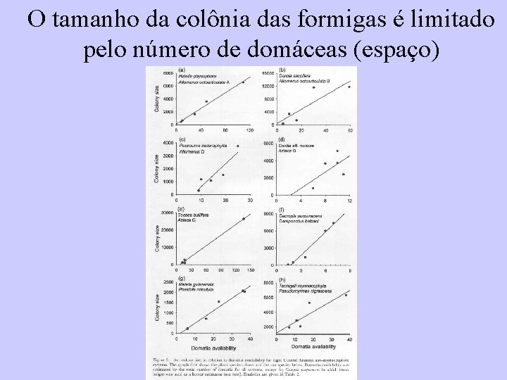 O tamanho da colônia das formigas é limitado pelo número de domáceas (espaço) 