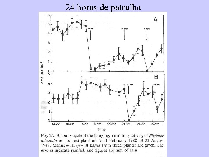 24 horas de patrulha 