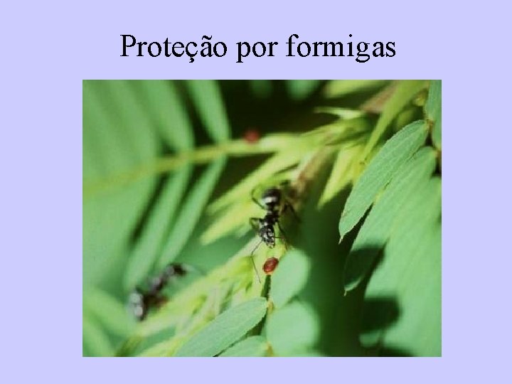 Proteção por formigas 