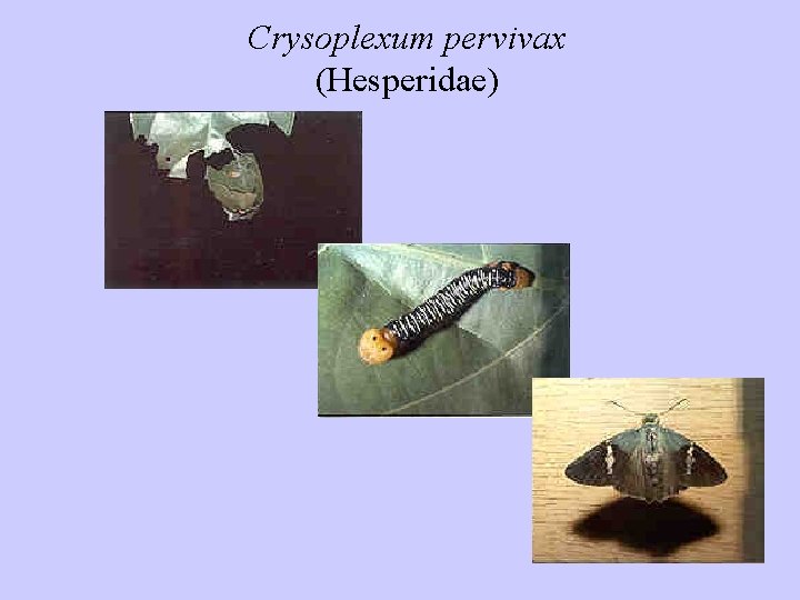 Crysoplexum pervivax (Hesperidae) 