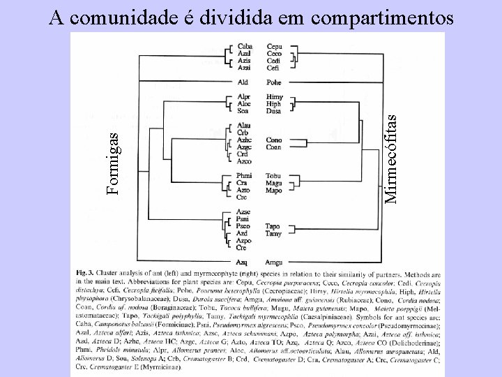 Mirmecófitas Formigas A comunidade é dividida em compartimentos 