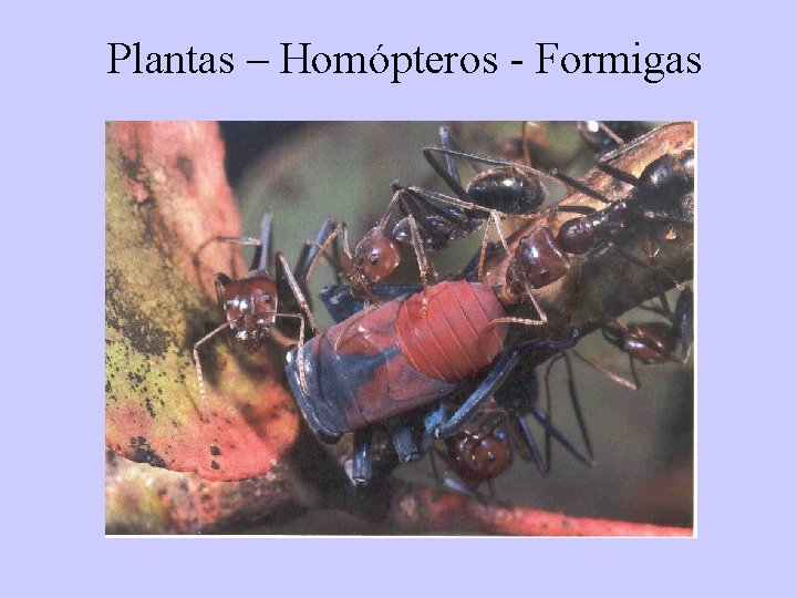 Plantas – Homópteros - Formigas 