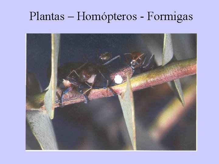 Plantas – Homópteros - Formigas 