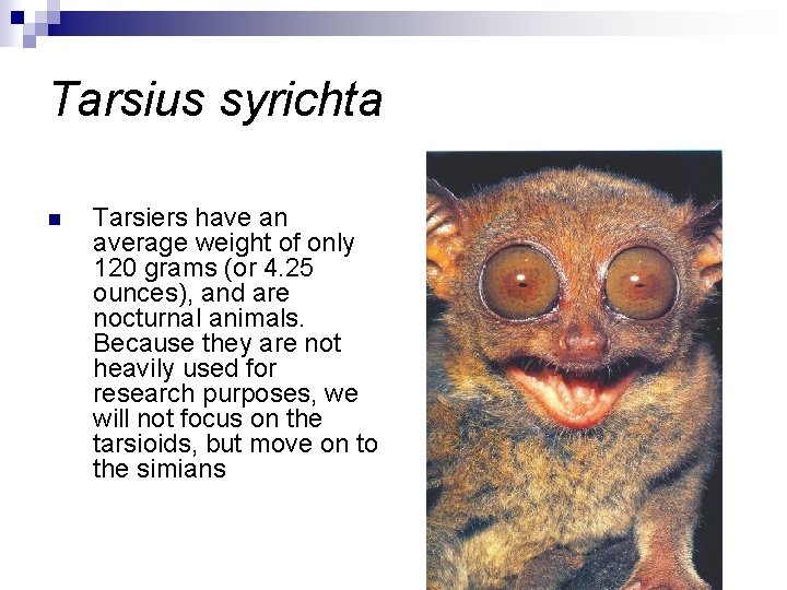 Tarsius syrichta n Tarsiers have an average weight of only 120 grams (or 4.
