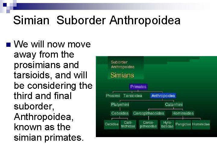 Simian Suborder Anthropoidea n We will now move away from the prosimians and tarsioids,