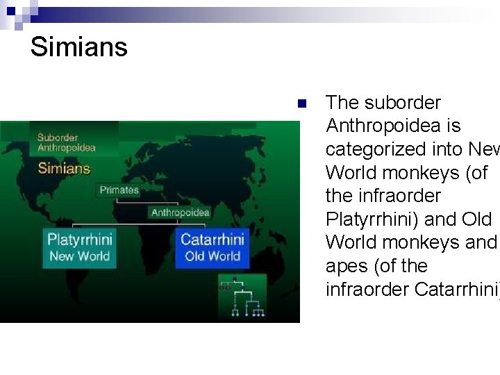 Simians n The suborder Anthropoidea is categorized into New World monkeys (of the infraorder