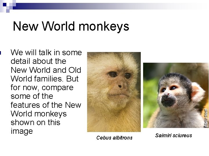 n New World monkeys We will talk in some detail about the New World