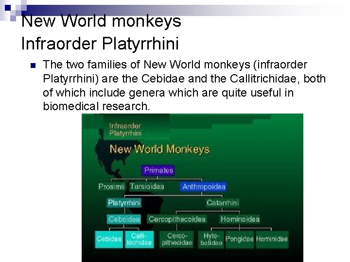 New World monkeys Infraorder Platyrrhini n The two families of New World monkeys (infraorder