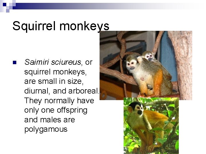 Squirrel monkeys n Saimiri sciureus, or squirrel monkeys, are small in size, diurnal, and