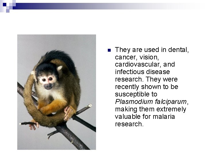 n They are used in dental, cancer, vision, cardiovascular, and infectious disease research. They