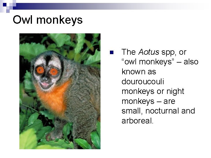 Owl monkeys n The Aotus spp, or “owl monkeys” – also known as douroucouli