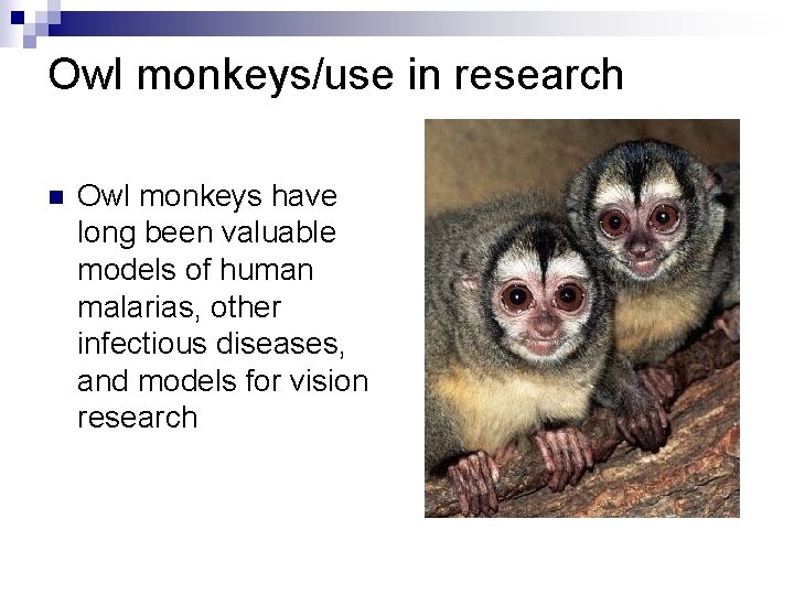 Owl monkeys/use in research n Owl monkeys have long been valuable models of human