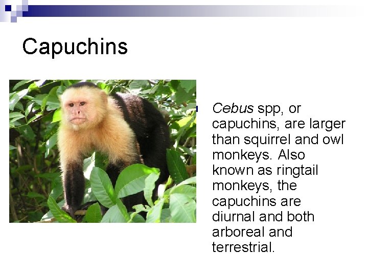 Capuchins n Cebus spp, or capuchins, are larger than squirrel and owl monkeys. Also