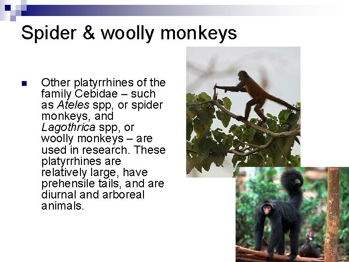 Spider & woolly monkeys n Other platyrrhines of the family Cebidae – such as