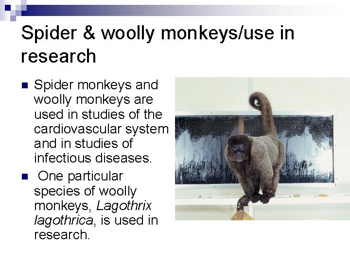 Spider & woolly monkeys/use in research n n Spider monkeys and woolly monkeys are