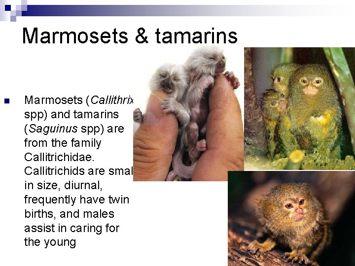 Marmosets & tamarins n Marmosets (Callithrix spp) and tamarins (Saguinus spp) are from the