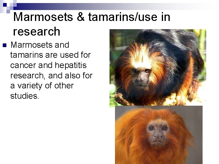 Marmosets & tamarins/use in research n Marmosets and tamarins are used for cancer and
