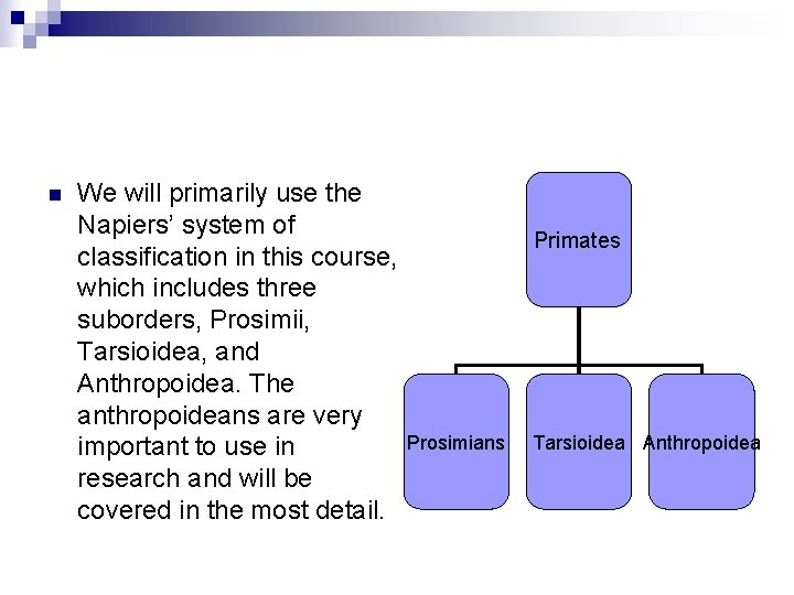 n We will primarily use the Napiers’ system of classification in this course, which