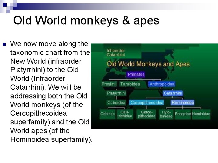Old World monkeys & apes n We now move along the taxonomic chart from