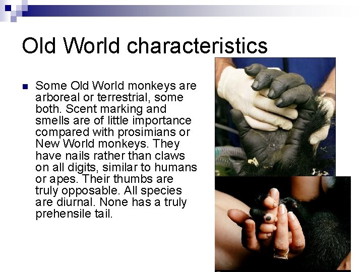 Old World characteristics n Some Old World monkeys are arboreal or terrestrial, some both.