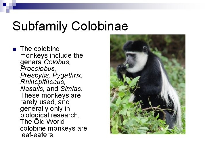Subfamily Colobinae n The colobine monkeys include the genera Colobus, Procolobus, Presbytis, Pygathrix, Rhinopithecus,