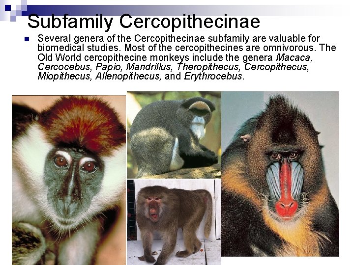 Subfamily Cercopithecinae n Several genera of the Cercopithecinae subfamily are valuable for biomedical studies.