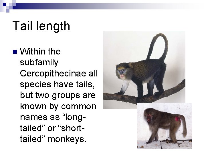 Tail length n Within the subfamily Cercopithecinae all species have tails, but two groups