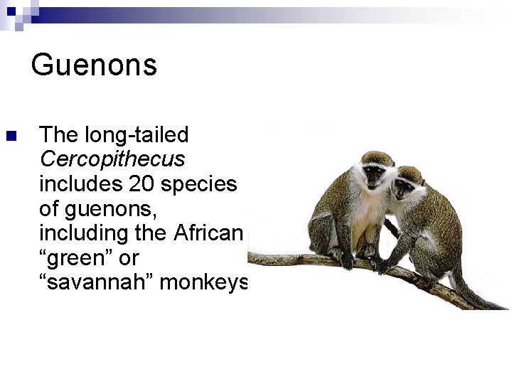 Guenons n The long-tailed Cercopithecus includes 20 species of guenons, including the African “green”