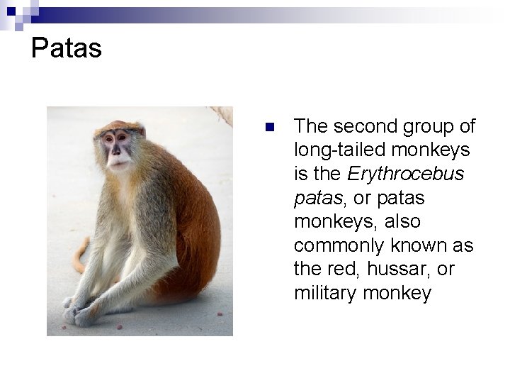 Patas n The second group of long-tailed monkeys is the Erythrocebus patas, or patas