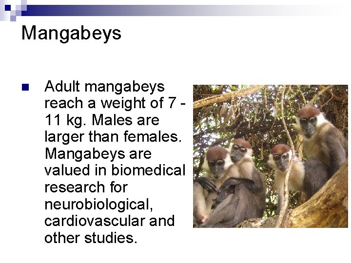 Mangabeys n Adult mangabeys reach a weight of 7 11 kg. Males are larger