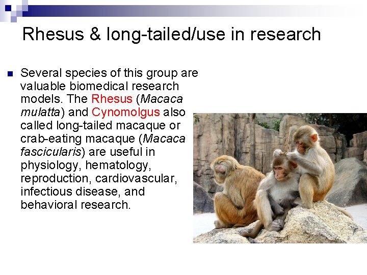 Rhesus & long-tailed/use in research n Several species of this group are valuable biomedical